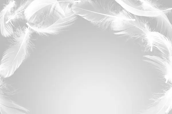 灰色背景空气中的绒毛鸟羽毛 文字空间 — 图库照片