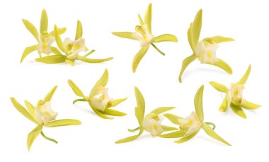 Beyaz üzerine izole edilmiş sarı vanilyalı orkide çiçekleri