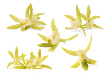 Beyaz üzerine izole edilmiş sarı vanilyalı orkide çiçekleri