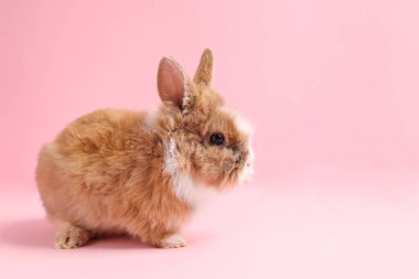 Pembe arka planda şirin küçük bir tavşan, mesaj için yer. Sevimli hayvan.