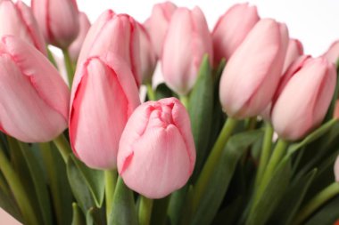 Beyaz arka planda güzel pembe laleler, yakın plan.