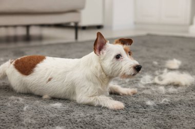 Evdeki hayvan kıllarıyla halıya uzanmış şirin bir köpek.