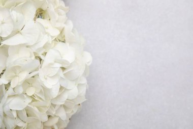 Işık desenli arka planda güzel beyaz ortanca çiçeği, yakın plan. Metin için boşluk