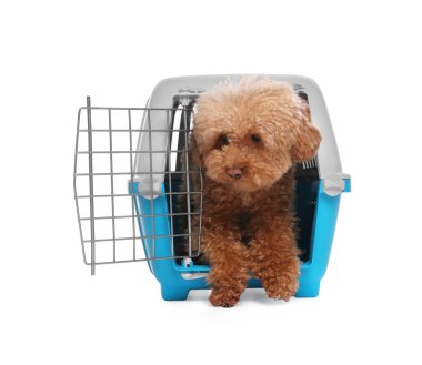 Evcil hayvanla seyahat et. Beyaz arka planda şirin bir köpek var.