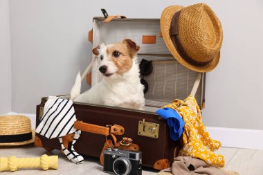 Evcil hayvanla seyahat et. Köpek, giysi ve bavul içeride.