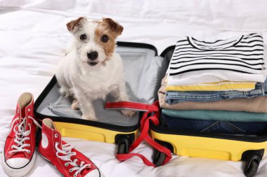 Evcil hayvanla seyahat et. Köpek, giysi, ayakkabı ve bavul yatağın içinde.
