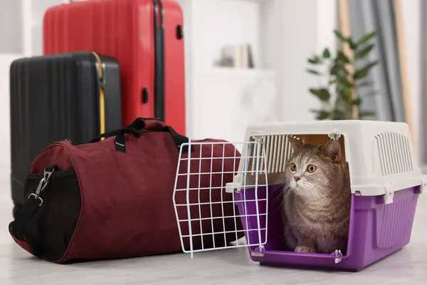 Travel with pet. Cute cat in carrier and bag at home