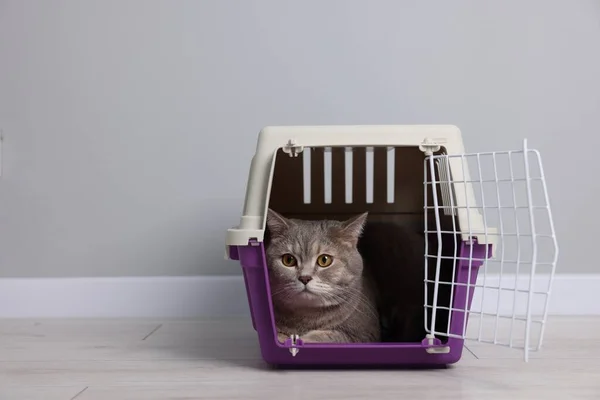 Travel with pet. Cute cat in carrier on floor near grey wall indoors, space for text
