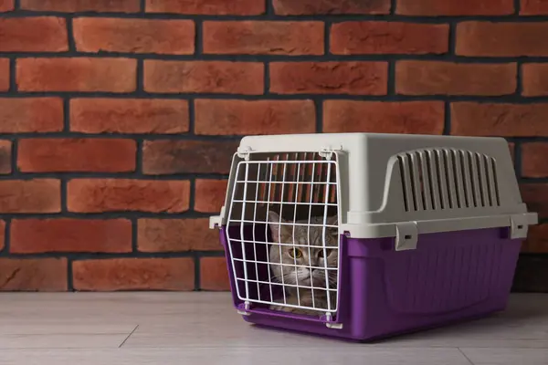 Travel with pet. Cute cat in carrier on floor near brick wall, space for text