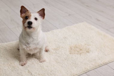Şirin köpek, halıdaki ıslak noktanın yanında.