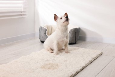 Şirin köpek, halıdaki ıslak noktanın yanında.