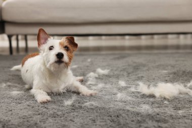 Evdeki hayvan kıllarıyla halıya uzanmış şirin bir köpek. Metin için boşluk