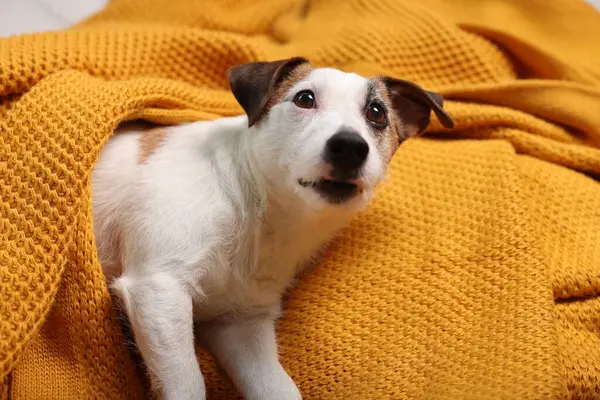 Cute dog covered with orange blanket at home. Lovely pet
