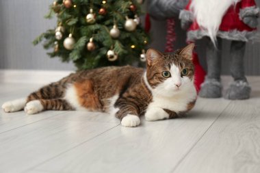 Noel ağacının yanında yerde yatan sevimli kedi ve evdeki İskandinav cüceleri. Sevimli hayvan