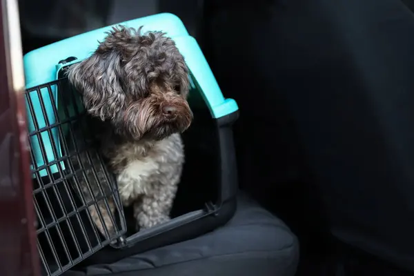 Cute dog in pet carrier travelling by car, space for text. Safe transportation