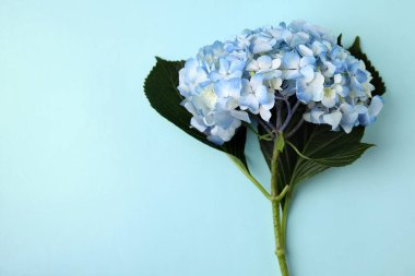 Açık mavi arka planda güzel bir ortanca çiçeği, üst manzara. Metin için boşluk