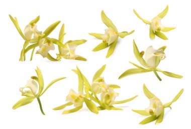 Beyaz üzerine izole edilmiş sarı vanilyalı orkide çiçekleri