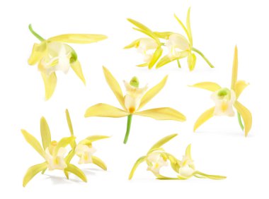 Beyaz üzerine izole edilmiş sarı vanilyalı orkide çiçekleri