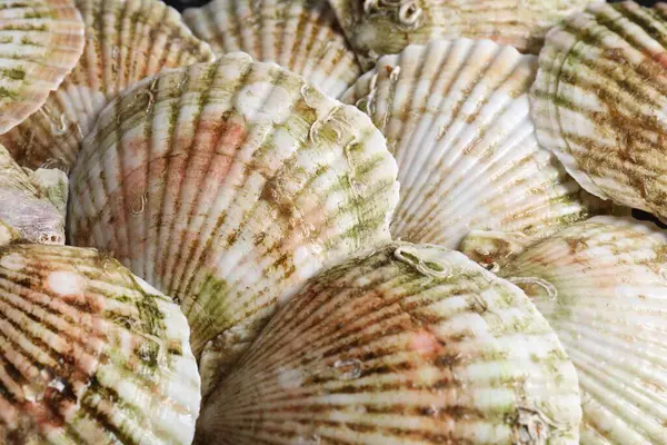 Fresh raw scallops in shells as background, closeup