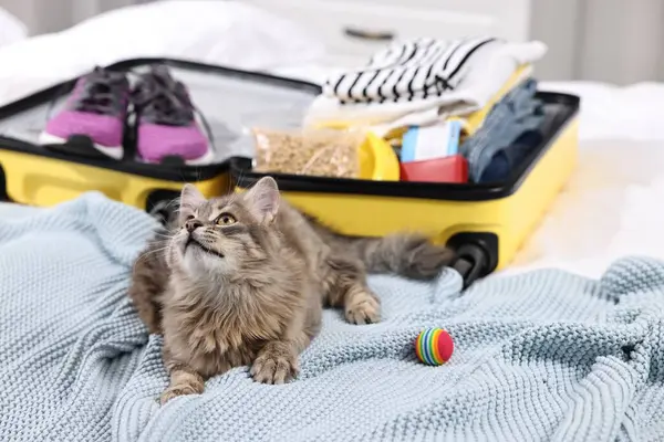 Travel with pet. Cat, ball, clothes and suitcase on bed indoors