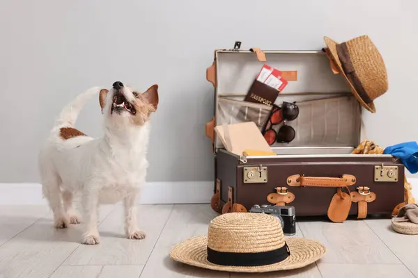 Travel with pet. Dog, clothes and suitcase indoors