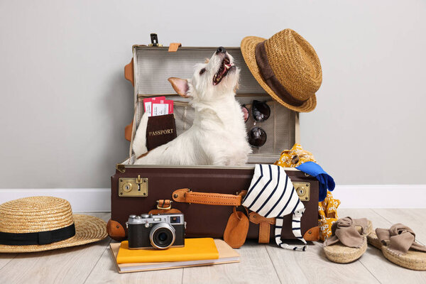 Travel with pet. Dog, clothes and suitcase indoors