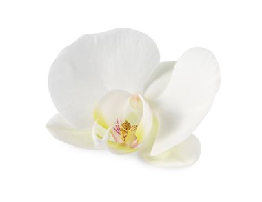 Güzel bir orkide çiçeği beyaza izole edilmiş.