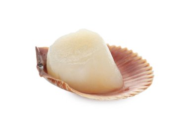 Beyaz kabuklu taze çiğ deniz tarağı.