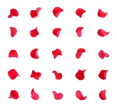 Beyaz üzerine izole edilmiş parlak kırmızı gül yaprakları.