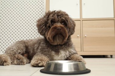 Şirin Maltipoo köpeği ve evdeki kasesi. Sevimli hayvan