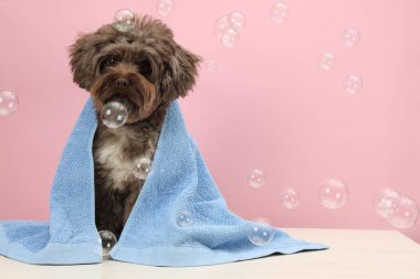 Beyaz masadaki havluyla köpüklü şirin Maltipoo köpeği pembe arka planda, mesaj için yer var. Sevimli hayvan