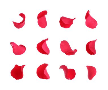 Beyaz üzerine izole edilmiş parlak kırmızı gül yaprakları.