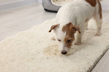İçerideki halının ıslak kısmına yakın şirin bir köpek. Metin için boşluk