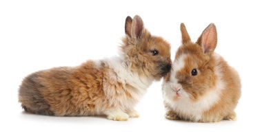 Beyaz tüylü sevimli tavşanlar.