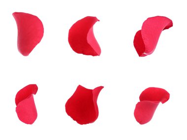 Beyaz üzerine izole edilmiş parlak kırmızı gül yaprakları.