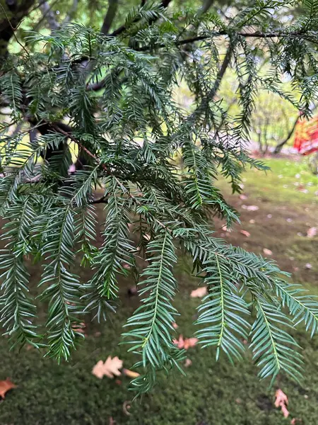 Beautiful coniferous tree with spreading branches in park