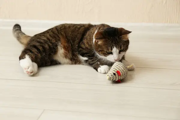 Cute cat playing with knitted toy on floor at home. Lovely pet