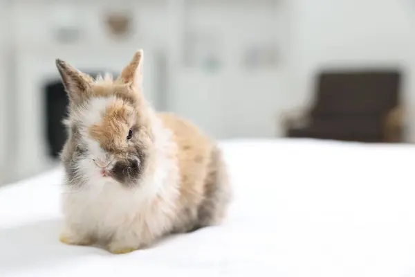Cute fluffy pet rabbit on bed indoors. Space for text