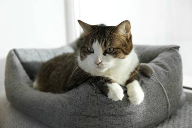 Evcil hayvan yatağında yatan sevimli kedi.
