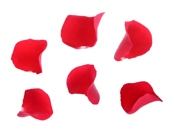 Bright Red Rose Petals Isolated White — Stock Photo, Image