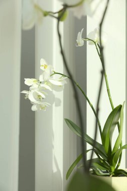 Pencere kenarındaki saksıda açan beyaz orkide çiçekleri.