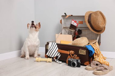 Evcil hayvanla seyahat et. Köpek, giysi ve bavul içeride.