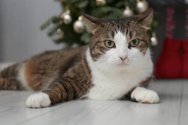 Evde yerde yatan sevimli bir kedi, yakın plan. Sevimli hayvan