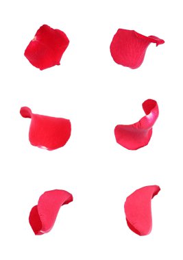 Beyaz üzerine izole edilmiş parlak kırmızı gül yaprakları.