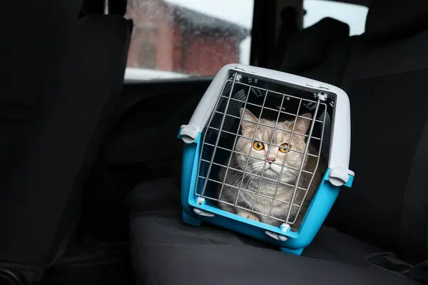 Travel with pet. Cute cat in carrier inside car, space for text