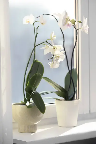 Blooming white orchid flowers in pots on windowsill