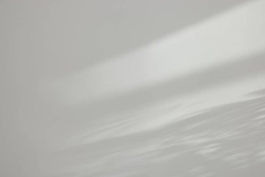 Beyaz duvardaki bitkinin gölgeleri.