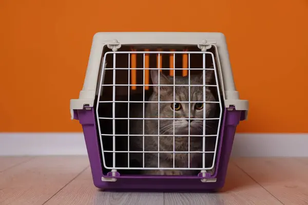 Travel with pet. Cute cat in carrier on floor near orange wall indoors