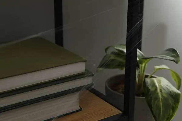 Cobweb and books on rack indoors, closeup