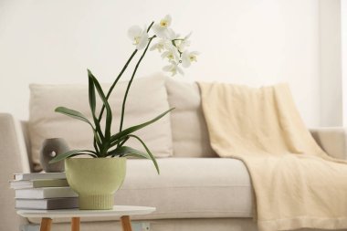 Saksıda çiçek açan beyaz orkide, evde sehpanın üzerinde kitaplar ve mum, metin için yer